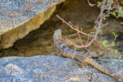 Ctenosaura hemilopha