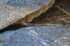 Ctenosaura hemilopha