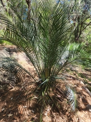 Macrozamia communis