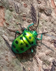 Chrysocoris purpureus