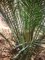Macrozamia communis