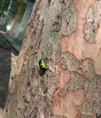 Chrysocoris purpureus