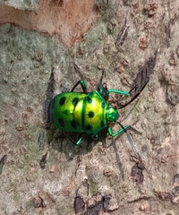 Chrysocoris purpureus