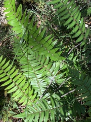 Pellaea falcata
