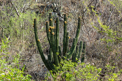 Pachycereus pecten-aboriginum