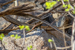 Sceloporus hunsakeri
