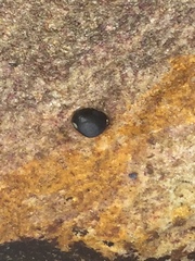 Nerita melanotragus