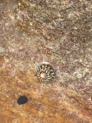 Bembicium nanum