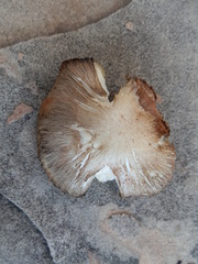 Tricholoma terreum image