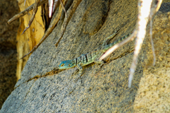 Petrosaurus thalassinus