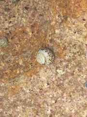 Bembicium nanum