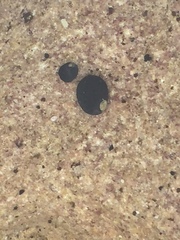 Nerita melanotragus