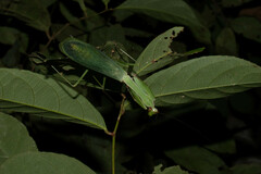 Macromantis hyalina