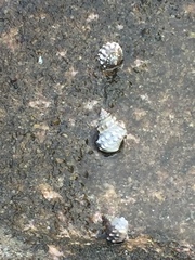 Nodilittorina pyramidalis