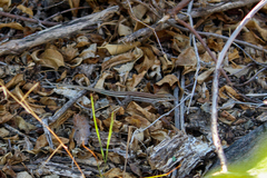 Aspidoscelis hyperythrus