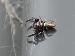 Opisthoncus polyphemus