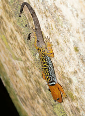 Gonatodes concinnatus