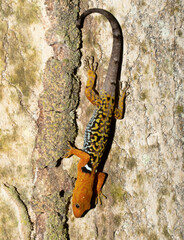 Gonatodes concinnatus