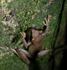 Osteocephalus yasuni