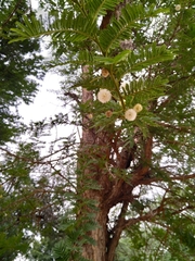 Vachellia sieberiana