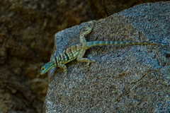 Petrosaurus thalassinus