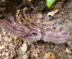Speiredonia spectans