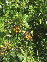 Cupaniopsis anacardioides