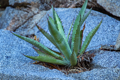 Agave aurea aurea