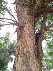 Vachellia sieberiana