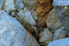 Echinocereus sciurus