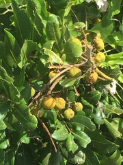 Cupaniopsis anacardioides