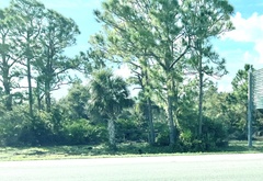 Meleagris gallopavo osceola