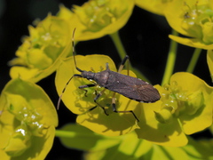 Dicranocephalus albipes