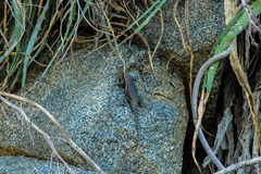 Sceloporus hunsakeri