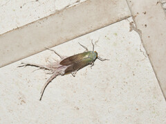 Pterodictya reticularis