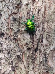 Chrysocoris