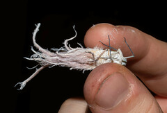 Pterodictya reticularis