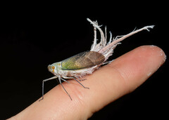 Pterodictya reticularis