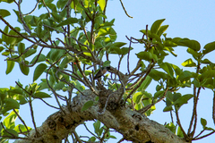 Basilinna xantusii