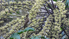 Pycnonotus simplex prillwitzi