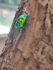 Chrysocoris