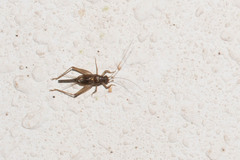Trigonidiidae
