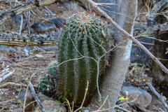 Ferocactus townsendianus