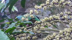 Ptilinopus melanospilus