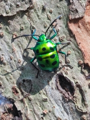 Chrysocoris