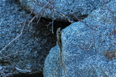 Sceloporus hunsakeri