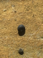 Nerita melanotragus