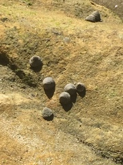 Bembicium nanum