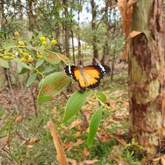 Danaus petilia