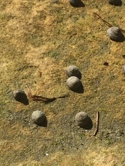Bembicium nanum